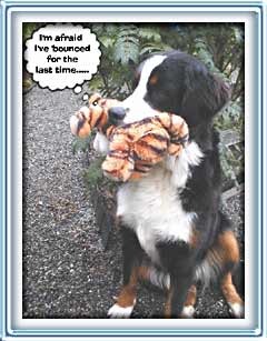 poor tigger...