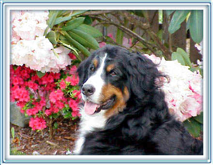 A true rose