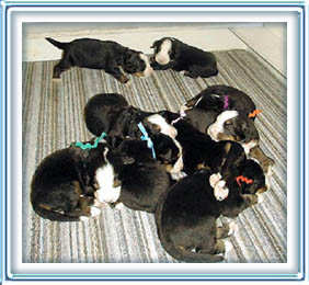 2 weeks old