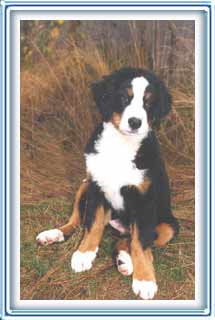 such a sweet puppy...