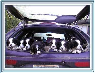 crazy drivers on the road!