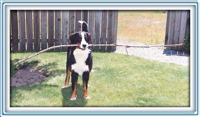 big dog, big stick!