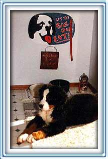 I'm a BIG dog