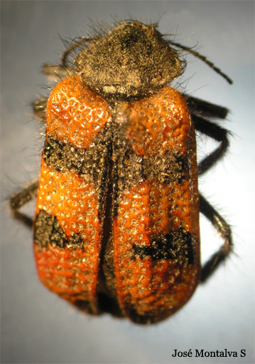 Astylus gayi
 Fotograf�a Jos� Montalva
 Quillota