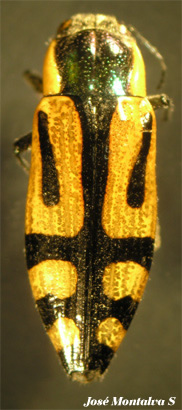 Cognata spp
Fotograf�a Jos� Montalva
Conguillio