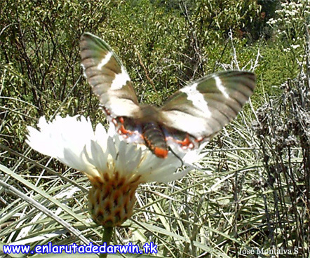 Mariposa del Chagual
Castnia psittacus
Fotograf�a Jos� Montalva
Sausalito