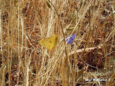 Colias vauthierii
Fotograf�a Jos� Montalva
Sausalito