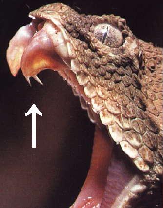 v&iacute;bora cornuda