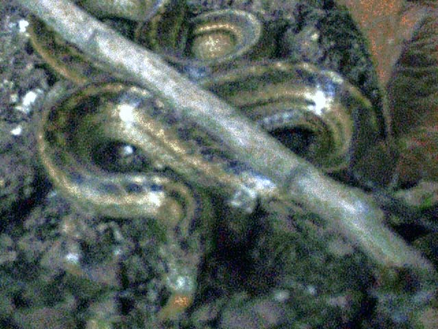 Tachymenis chilensis culebra cola corta