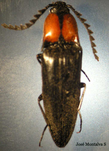 Elater ruficollis
 Fotograf�a Jos� Montalva
 Laguna Verde