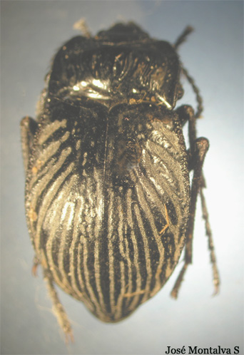 Gyriosomus spp
Fotograf�a Jos� Montalva
Guanaqueros