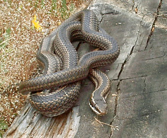 Philodryas chamissonis culebra cola larga