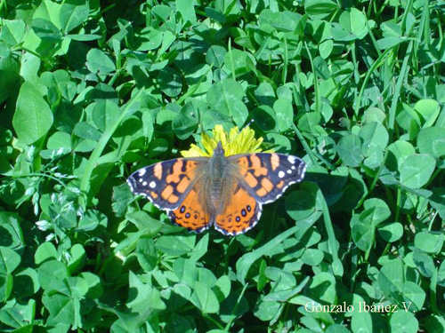 Vanessa carye Fotograf�a Gonzalo Iba�ez