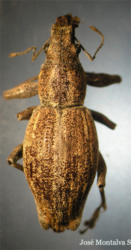 Naupactus xanthographus
Fotograf�a Jos� Montalva
Casablanca