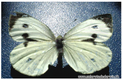 Mariposa de la Col
        Pieris Brassica
        Fotograf�a Jos� Montalva
        Sausalito