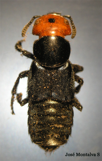 Creophilus erytrocephalus
Fotograf�a Jos� Montalva
Sausalito