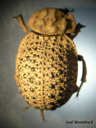 Trox bullatus
Fotograf�a Jos� Montalva
Laguna Verde