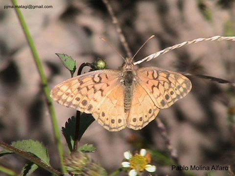Yramea sp
        Fotograf�a Pablo Molina
        Valle del Elqui