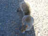 squirrel.jpg (340512 bytes)