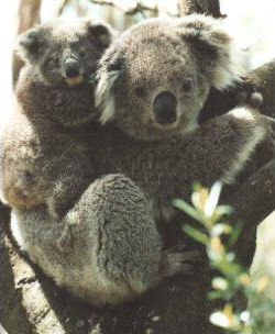 koalas.jpg (19569 bytes)