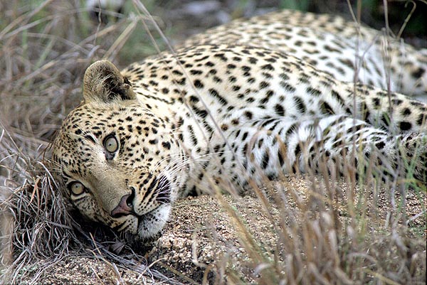leopard.jpg (95268 bytes)