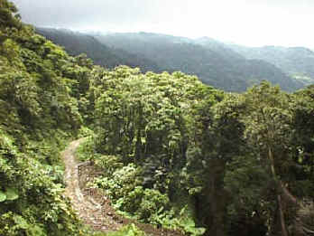 rainforest.jpg (14835 bytes)