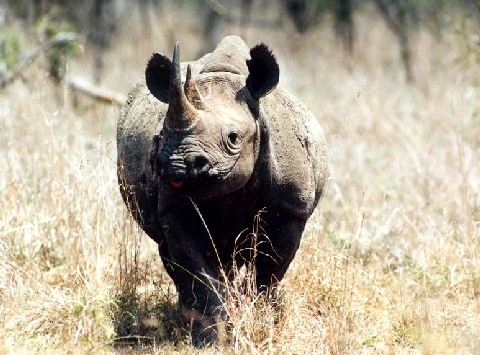 rhino.jpg (63436 bytes)