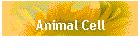 Animal Cell