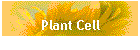 Plant Cell