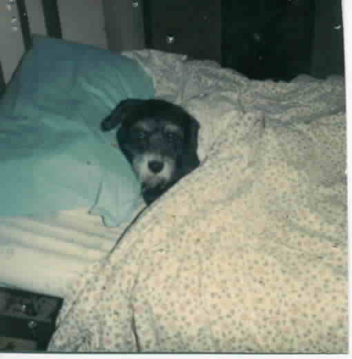 whiskers in bed