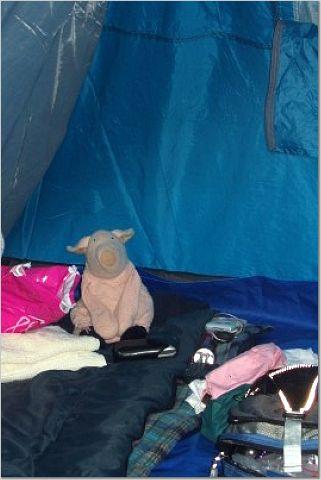 is that a pig in the tent?!