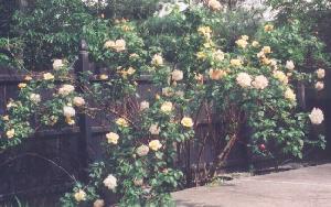 flower1_m.jpg