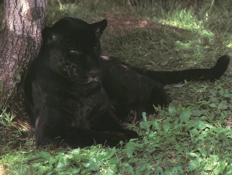 Black Jaguar.