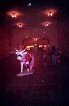 The Harem Cow