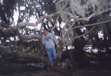 Nice Tree, Bad Picture