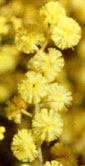 Wattle Flower - Native Australian Plant
