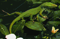 Green Anole