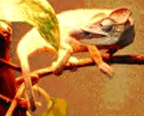 Oustelett's Chameleon