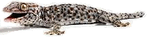 Lepord Gecko
