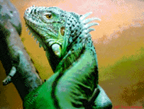 Green Iguana
