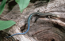 Five-line Skink