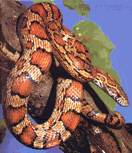 Common Corn Snake