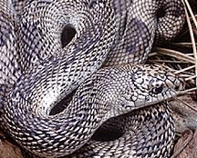 Bull Snake