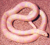 Albino Califonia King Snake