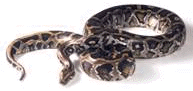 Ball Python