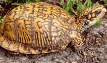 Eastern box Turtle
