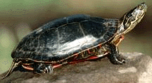 Painted Turtle
