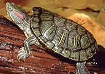 Red-Eared Slider