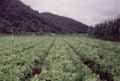 Planta��o de alface