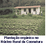 Planta��o org�nica